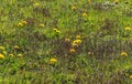 Close up of beautiful dandelon flowers on a green field
