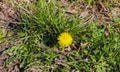 Close up of beautiful dandelon flowers on a green field