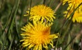 Close up of beautiful dandelon flowers on a green field