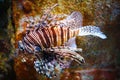 A beautiful and dangerous lion fish. Royalty Free Stock Photo