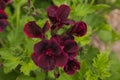 Close up of beautiful dark burgundy ivy geranium Royalty Free Stock Photo