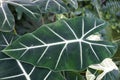 Close up of the beautiful dark green and velvety leaves of Alocasia Frydek