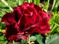 Close up of beautiful dark red rose with dew drops on petals early in the morning with bright sunlight Royalty Free Stock Photo