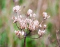 Close up of beautiful dead umbellifer plant flower heads seeds w