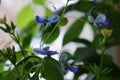 Close-up of a beautiful, decorative leaf and blue flower of a house plant clerodendrum ugandense