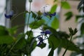 Close-up of a beautiful, decorative leaf and blue flower of a house plant clerodendrum ugandense