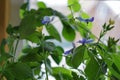 Close-up of a beautiful, decorative leaf and blue flower of a house plant clerodendrum ugandense