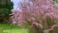 Close up of beautiful decorative pink Tamarix flowers waving in the gentle breeze in spring in the garden