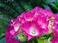 Close-up of Beautiful Deep Pink Hydrangea Flower in Full Bloom, Deep Green Fern in Background