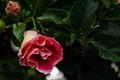 Close-up of beautiful deep red magenta hibiscus flower blossom about to bloom in Hawaii paradise, floral garden background, travel Royalty Free Stock Photo