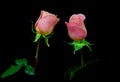 Pair of light pink roses against black background Royalty Free Stock Photo