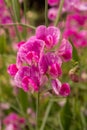 A close up of beautiful and delicate mottled purple and white Sweet pea flowers Royalty Free Stock Photo