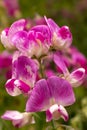 A close up of beautiful and delicate purple and white Sweet pea flowers Royalty Free Stock Photo