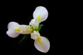 Close up of a beautiful and delicate white iris flower on black backdrop