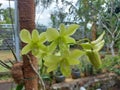 Close-up of beautiful dendrobium areedang green orchid flowers in garden Royalty Free Stock Photo