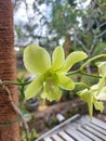 Close-up of beautiful dendrobium areedang green orchid flowers in garden Royalty Free Stock Photo