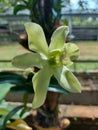 Close-up of beautiful dendrobium areedang green orchid flowers in garden Royalty Free Stock Photo