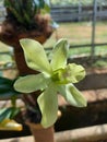 Close-up of beautiful dendrobium areedang green orchid flowers in garden Royalty Free Stock Photo