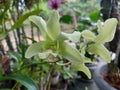 Close-up of beautiful dendrobium areedang green orchid flowers in garden Royalty Free Stock Photo