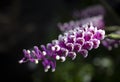 Close-up of beautiful Dendrobium Secundum orchid, small purple-pink orchid flowers blooming on a dark background. Royalty Free Stock Photo