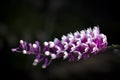 Close-up of beautiful Dendrobium Secundum orchid, small purple-pink orchid flowers blooming on a dark background. Royalty Free Stock Photo