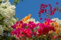 Close up of beautiful different colored bougainvillea against a blue sky Royalty Free Stock Photo