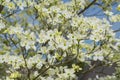 Close-up of Beautiful Dogwood Blossoms in Spring