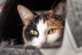 Close up of a beautiful domestic tricolor cat lies in her bed near the window. Yellow eyes. Looking at the camera.