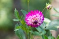 Close-up of beautiful double coloured purple and white dahlia flower.  Dahlia with green leaves background Royalty Free Stock Photo