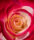 Close Up of Double Delight Hybrid Tea Rose Royalty Free Stock Photo