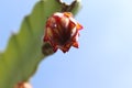 Bottom-up of dragon fruit flower bud Royalty Free Stock Photo