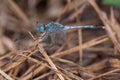Close-up of Beautiful dragonfly, Dragonfly on branches Royalty Free Stock Photo