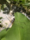 Close-up of beautiful dragonfly on the leaf. Good ecosystem Royalty Free Stock Photo