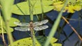 Close-up of beautiful dragonfly sitting on stem of the plants in the river. Summer picture of aquatic insect Royalty Free Stock Photo