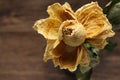 Close up of Beautiful dried rose yellow flower head on the table. Top view. Royalty Free Stock Photo