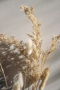 Close-up of beautiful dry grass bouquet. Bunny tail, Lagurus ovatus and festuca plant in sunlight. Harsh long shadows Royalty Free Stock Photo