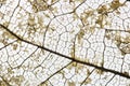 Close-up Beautiful Dry leaves ,Skeleton leafs on white background