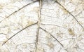 Close-up Beautiful Dry leaves ,Skeleton leafs on white background