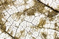 Close-up Beautiful Dry leaves ,Skeleton leafs on white background