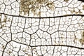 Close-up Beautiful Dry leaves ,Skeleton leafs on white background Royalty Free Stock Photo