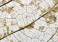 Close-up Beautiful Dry leaves ,Skeleton leafs on white background