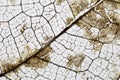 Close-up Beautiful Dry leaves ,Skeleton leafs on white