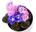 Close up of beautiful duocolor hybrid pink and blue saintpaulia African violets Royalty Free Stock Photo