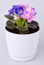 Close up of beautiful duocolor hybrid pink and blue saintpaulia African violets Royalty Free Stock Photo