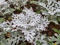 Close up of the beautiful Dusty Miller, Silver Ragwort. Royalty Free Stock Photo