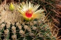 Close-up of a beautiful Echinocactus flower - yellow with crimson stamens. Blooming Echinocactus Gruson Latin Echinocactus Royalty Free Stock Photo