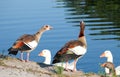 Close up of beautiful egyptian gooses standing near by the river.