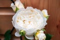 Macro shot of garden rose