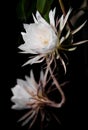 A beautiful flower night-blooming cereus Royalty Free Stock Photo