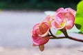 Close up of beautiful Euphorbia milii, the crown of thorns, called Corona de Cristo